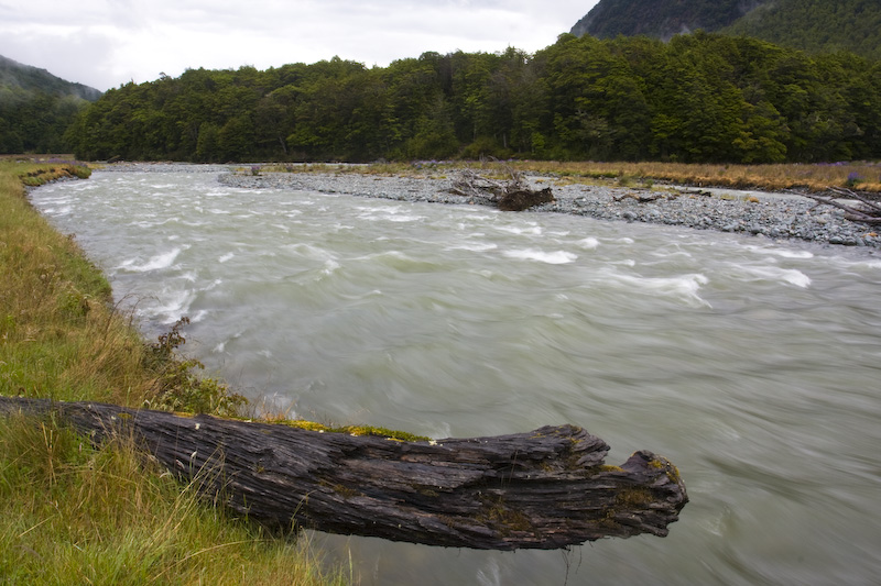 Fallen Tree Trunk On Bank Of Eglinton River